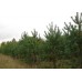 Сосна крымская саженцы дерево крупномер высокомер купить в алматы оправка по Казахстану питомник растений Rostok
